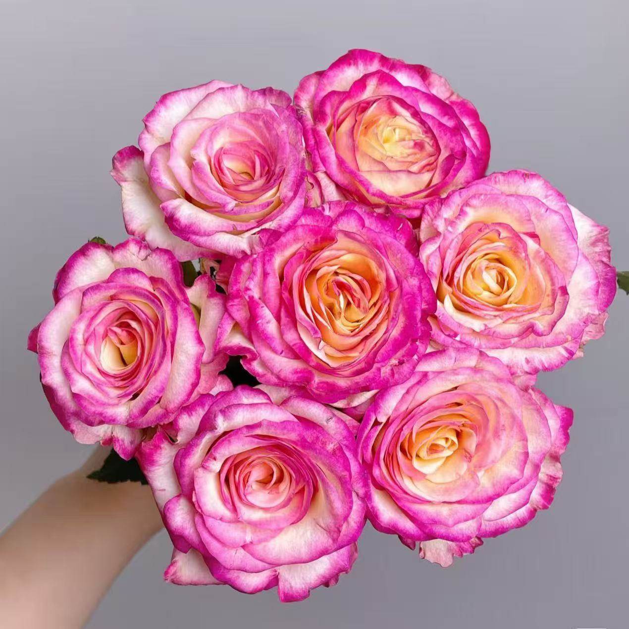 新品 九尾狐 月季花苗 重瓣大花灌木直立复色切花玫瑰庭院阳台,鲜花速递/花卉仿真/绿植园艺,月季/蔷薇/玫瑰,淘宝优惠券,粉丝福利购,淘宝优惠卷