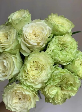 新品 小乔 月季花苗 切花灌木大花奶绿色勤花玫瑰 阳台庭院盆栽