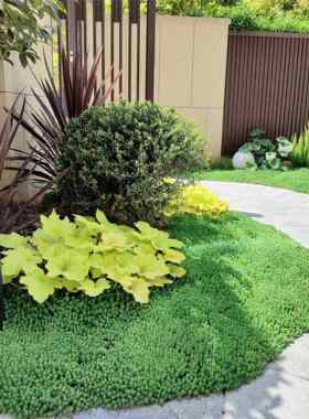 中华景天薄雪万年草耐干旱地被铺面植物常青屋顶庭院花镜搭配植物