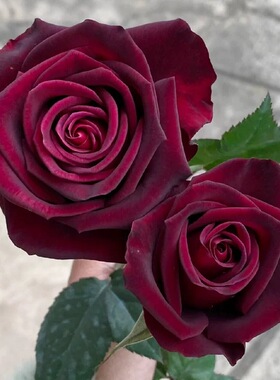 新品 暗香 月季玫瑰花苗 黑巴克升级版 浓香灌木大花勤花庭院盆栽