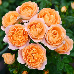 盆栽庭院阳台花卉植物 花苗灌木勤花多头月季 果汁阳台 月季