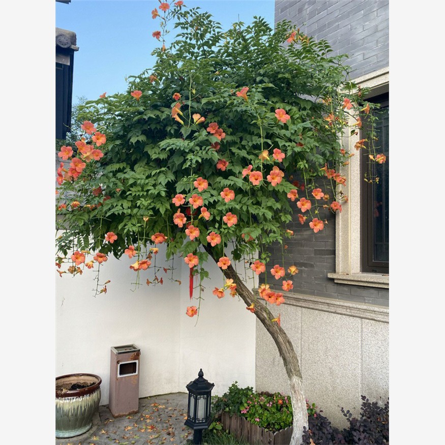 大花凌霄花苗爬藤植物花树苗老桩别墅庭院耐寒攀援爬墙花卉炮仗花