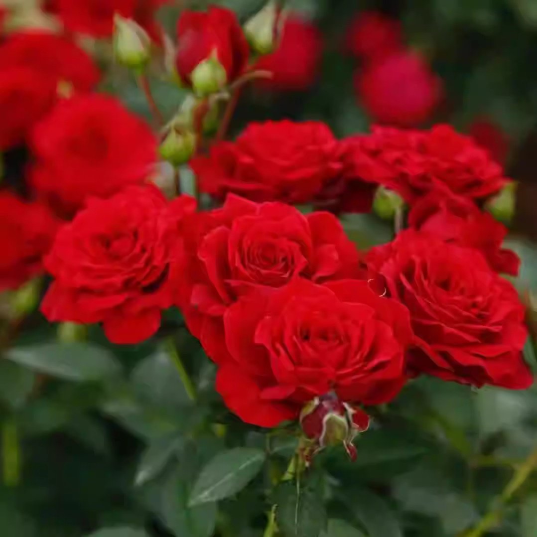 超新品娜塔莉月季大苗大花微月多头永远系列丰花耐寒热,鲜花速递/花卉仿真/绿植园艺,月季/蔷薇/玫瑰,淘宝优惠券,粉丝福利购,淘宝优惠卷