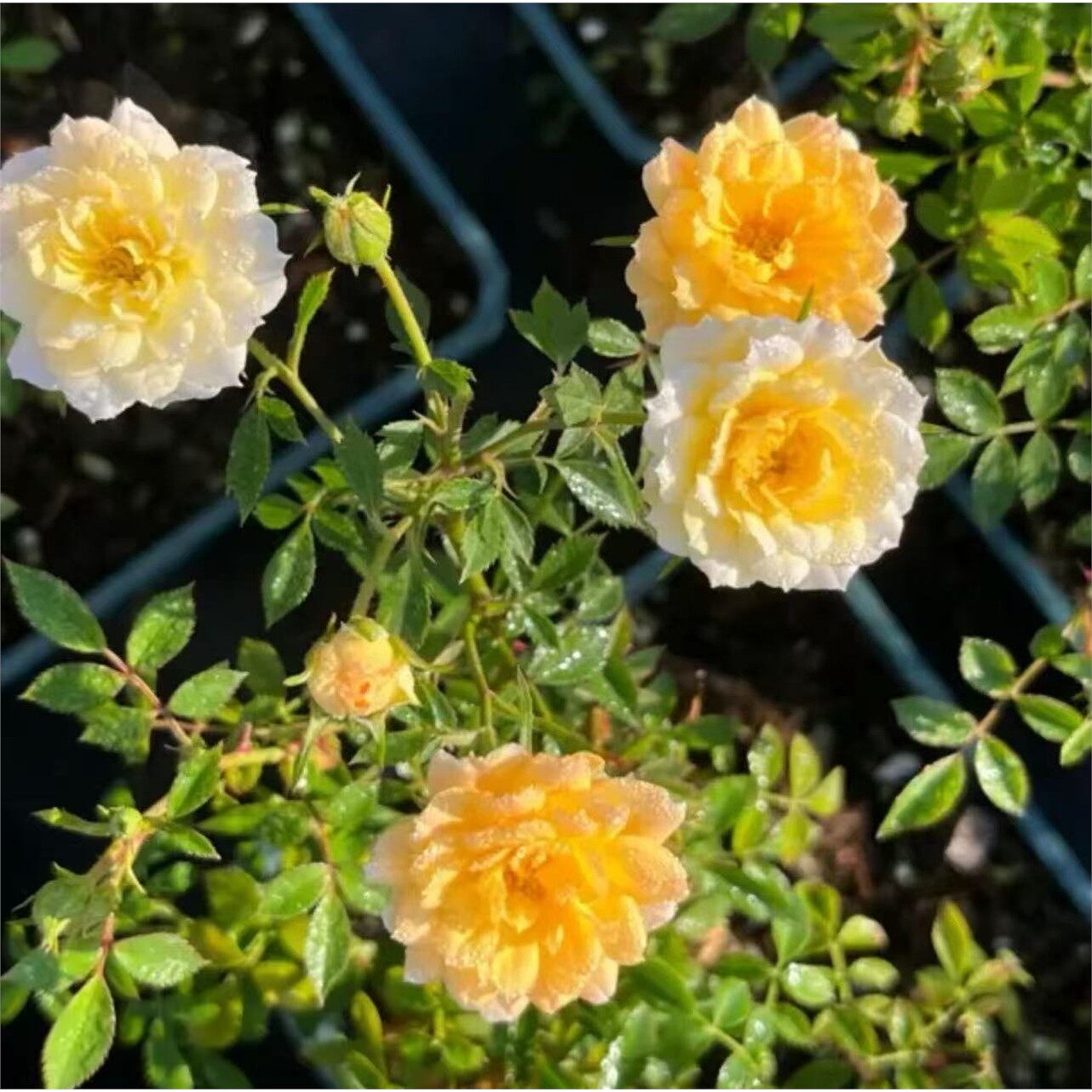 【象牙黄】超新品微型月季小花多季节开花卉盆栽阳台庭院,鲜花速递/花卉仿真/绿植园艺,月季/蔷薇/玫瑰,淘宝优惠券,粉丝福利购,淘宝优惠卷