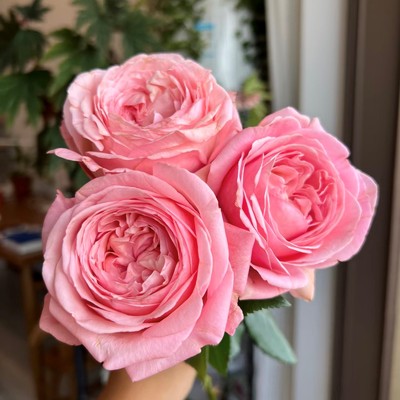 新品【枫丹】月季花苗玫昂切花大花抗病直立庭院阳台盆栽勤花多季