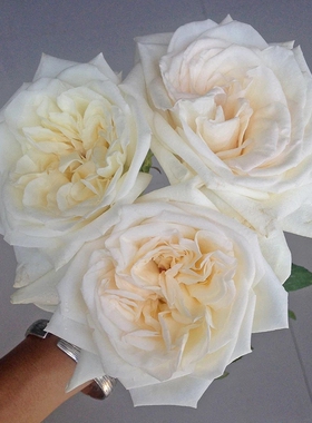 白哈娜/白荔枝 月季花苗 果香大花灌木 勤花直立月季阳台庭院盆栽