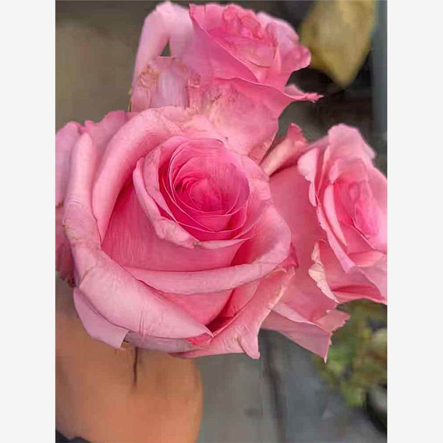 新品 大宝拉 月季花苗 厄瓜多尔灌木大花 粉色 切花玫瑰 直立勤花,鲜花速递/花卉仿真/绿植园艺,月季/蔷薇/玫瑰,淘宝优惠券,粉丝福利购,淘宝优惠卷