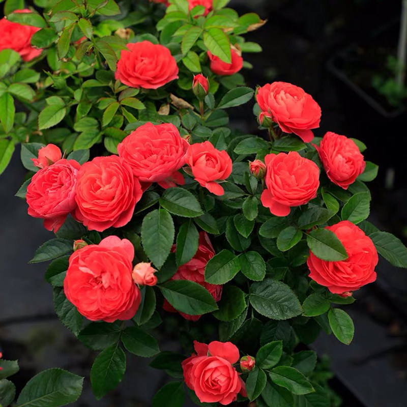 香奈儿阳台/红色果汁 月季花苗 直立多头灌木勤花庭院阳台盆栽,鲜花速递/花卉仿真/绿植园艺,月季/蔷薇/玫瑰,淘宝优惠券,粉丝福利购,淘宝优惠卷