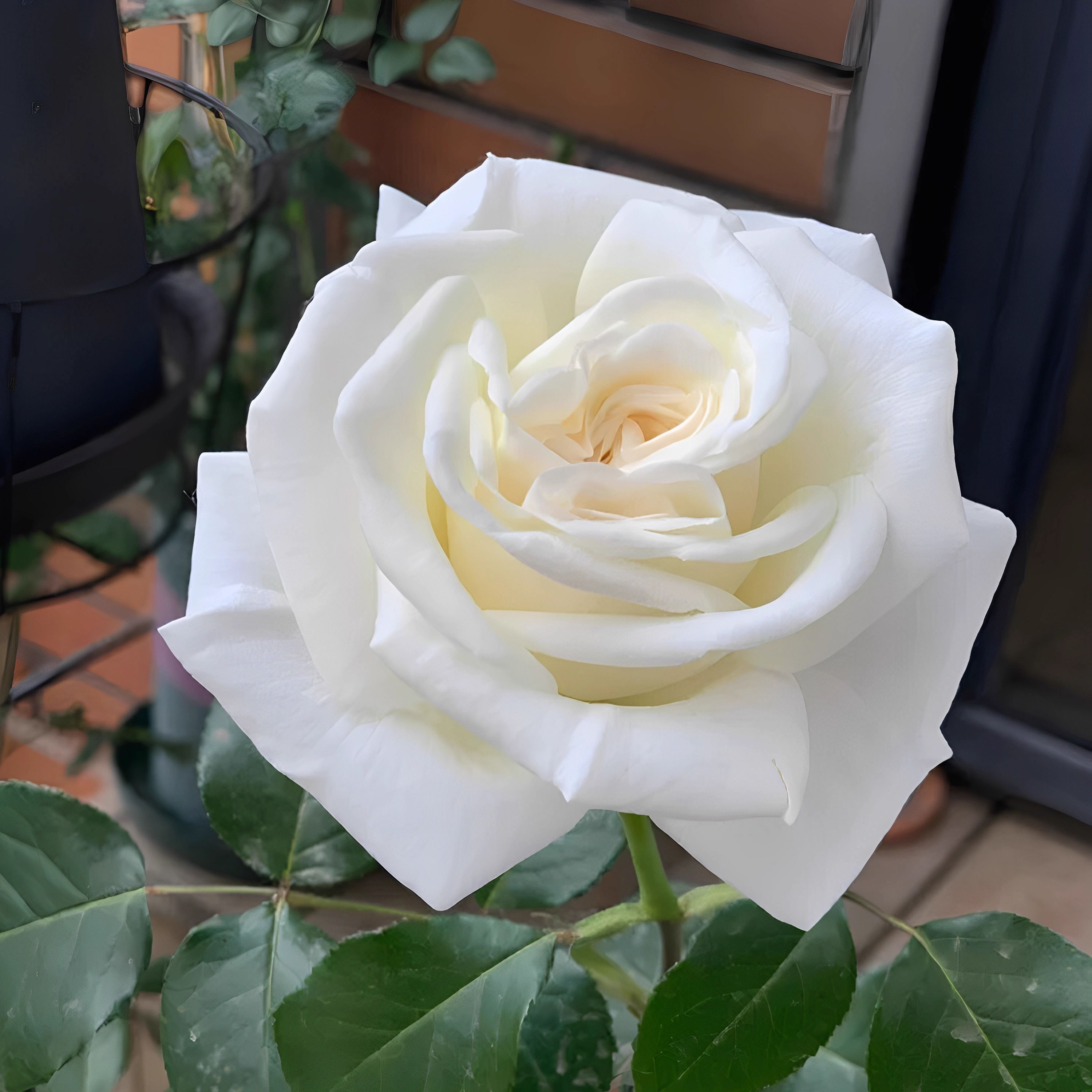 浓香 珍妮莫罗 月季花苗大花多季白色玫瑰花盆栽阳台灌木