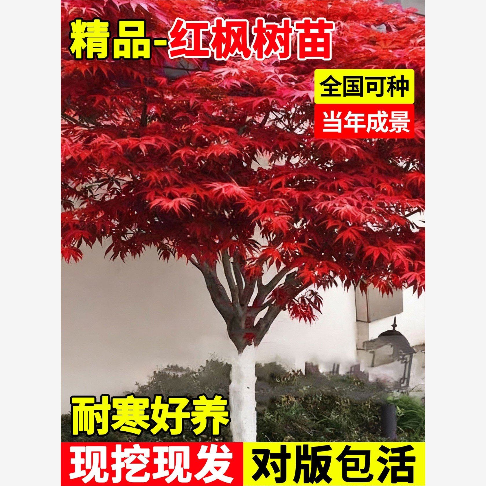 红枫树苗庭院绿化四季中国红日本红舞姬室外观叶耐寒绿植物黄金枫