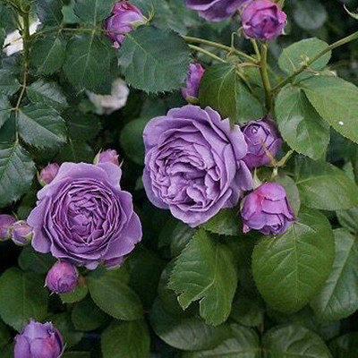 新品 兵马俑酒店 月季花苗灌木勤花多头绿植花卉玫瑰阳台庭院盆栽,鲜花速递/花卉仿真/绿植园艺,月季/蔷薇/玫瑰,淘宝优惠券,粉丝福利购,淘宝优惠卷