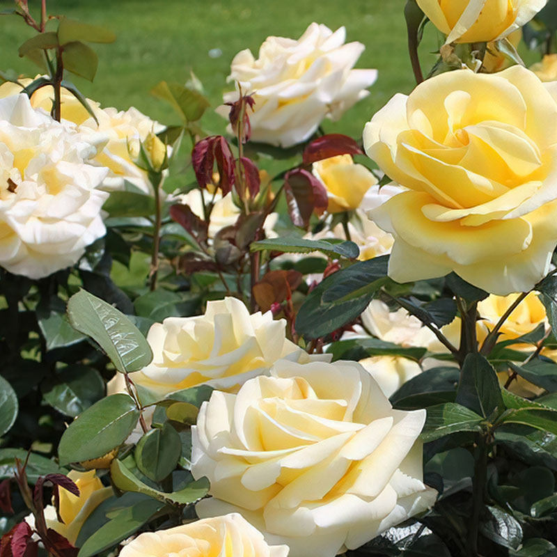 新品 祝福 月季花苗 灌木大花 德国丹陶作品耐开勤花庭院阳台盆栽