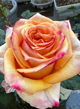 杏色皇后月季 肯尼亚 灌木大花 橙黄色切花玫瑰 别名杏色女王月季