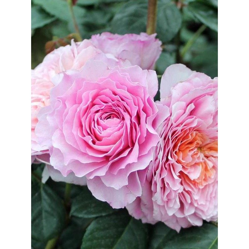 翠鸟 月季花苗 德国丹陶玫瑰大花浓香杂交茶香阳台庭院盆栽花卉