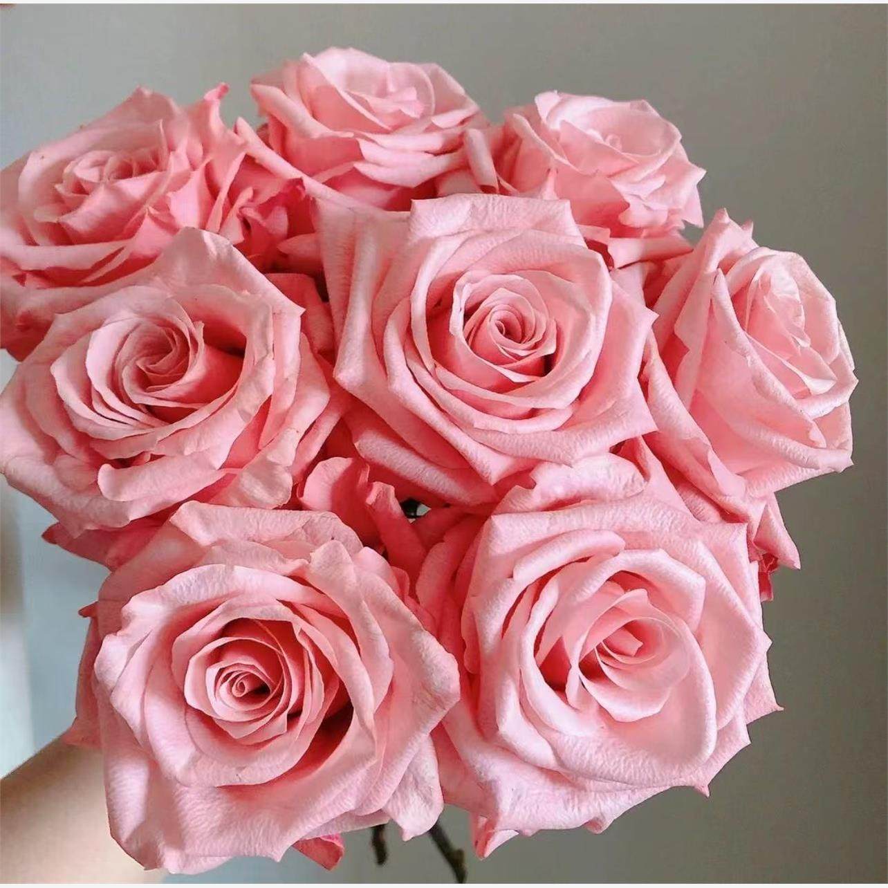 新品 甜蜜妈妈 月季花苗 大花直立灌木勤花月季庭院阳台盆栽花卉,鲜花速递/花卉仿真/绿植园艺,月季/蔷薇/玫瑰,淘宝优惠券,粉丝福利购,淘宝优惠卷