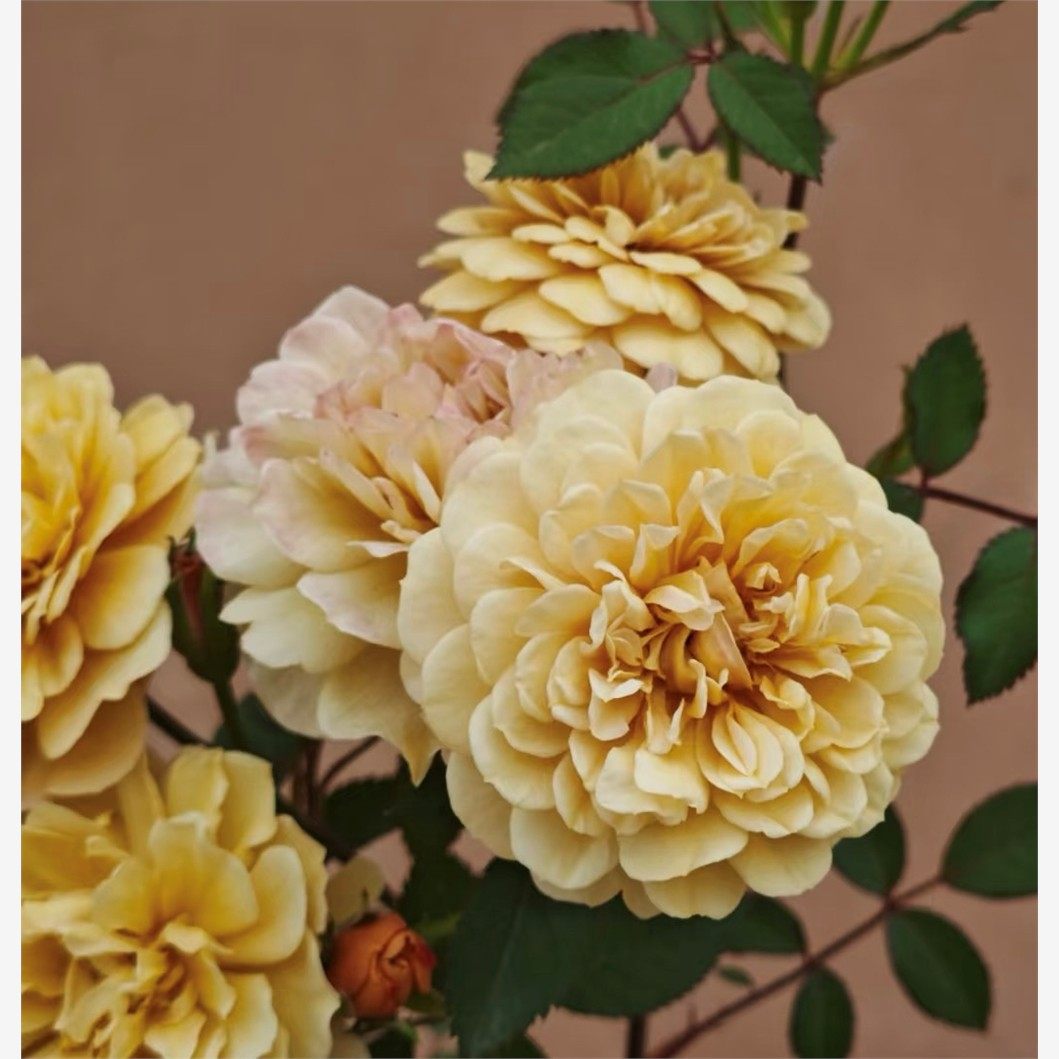 新品【焦糖布丁】迷你微型月季花苗阳台盆栽复古花色勤花多头丰花,鲜花速递/花卉仿真/绿植园艺,月季/蔷薇/玫瑰,淘宝优惠券,粉丝福利购,淘宝优惠卷