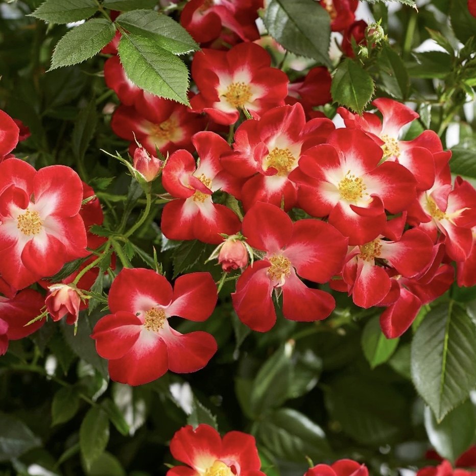 新品 永耀红宝石 月季花苗可藤可灌勤花长势快阳台盆栽庭院种植