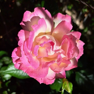 新品 南特香水 月季花苗法国尼普浓香大花勤花月季庭院阳台盆栽