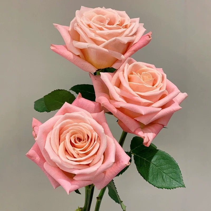 猪猪小姐 肯尼亚切花玫瑰月季花苗大花灌木勤花阳台庭院盆栽花卉,鲜花速递/花卉仿真/绿植园艺,月季/蔷薇/玫瑰,淘宝优惠券,粉丝福利购,淘宝优惠卷