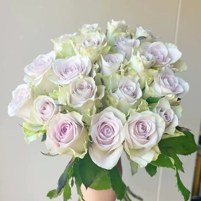 海洋之谜 月季花苗 大花灌木切花勤花月季 庭院阳台盆栽花卉