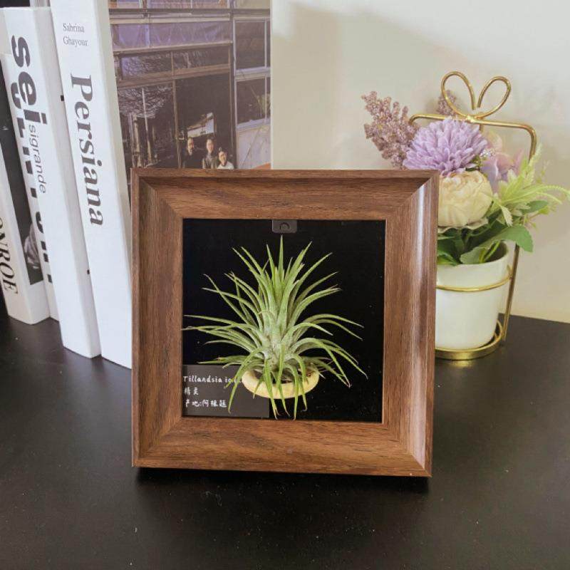 空气凤梨相框饰画办公室卧软装装植物绿植摆众件客厅室桌面123456,家居饰品,现代装饰画,淘宝优惠券,粉丝福利购,淘宝优惠卷