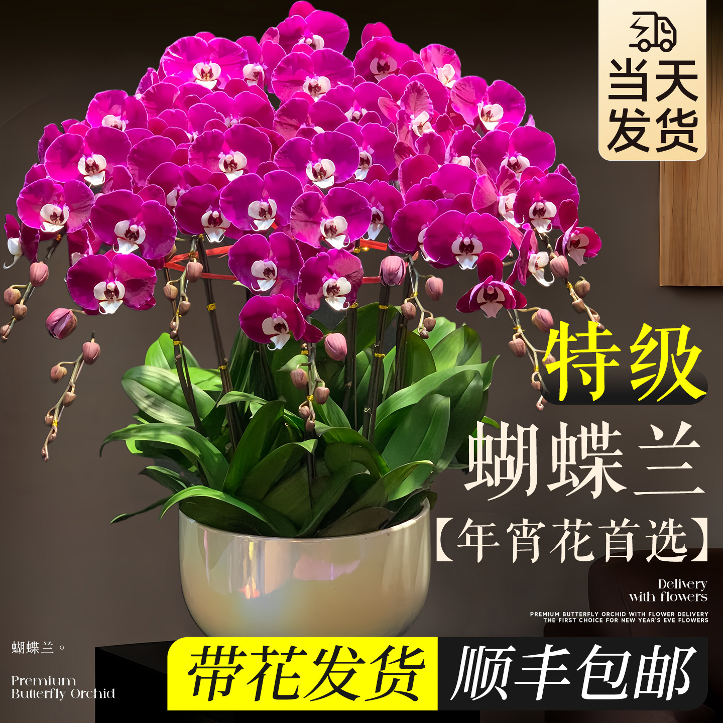 蝴蝶兰带花盆栽特大号开业乔迁新居送礼物办公室内客厅年宵花好养