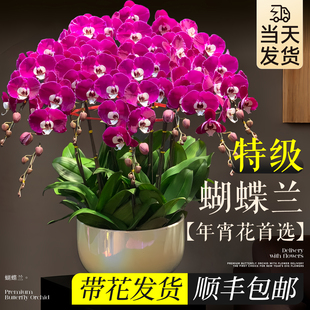 蝴蝶兰带花盆栽特大号开业乔迁新居送礼物办公室内客厅年宵花好养