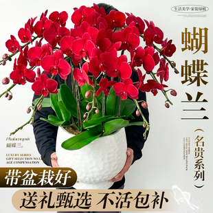 年宵花卉蝴蝶兰盆栽带真花鲜花速递同城配送新年礼物绿植开业乔迁