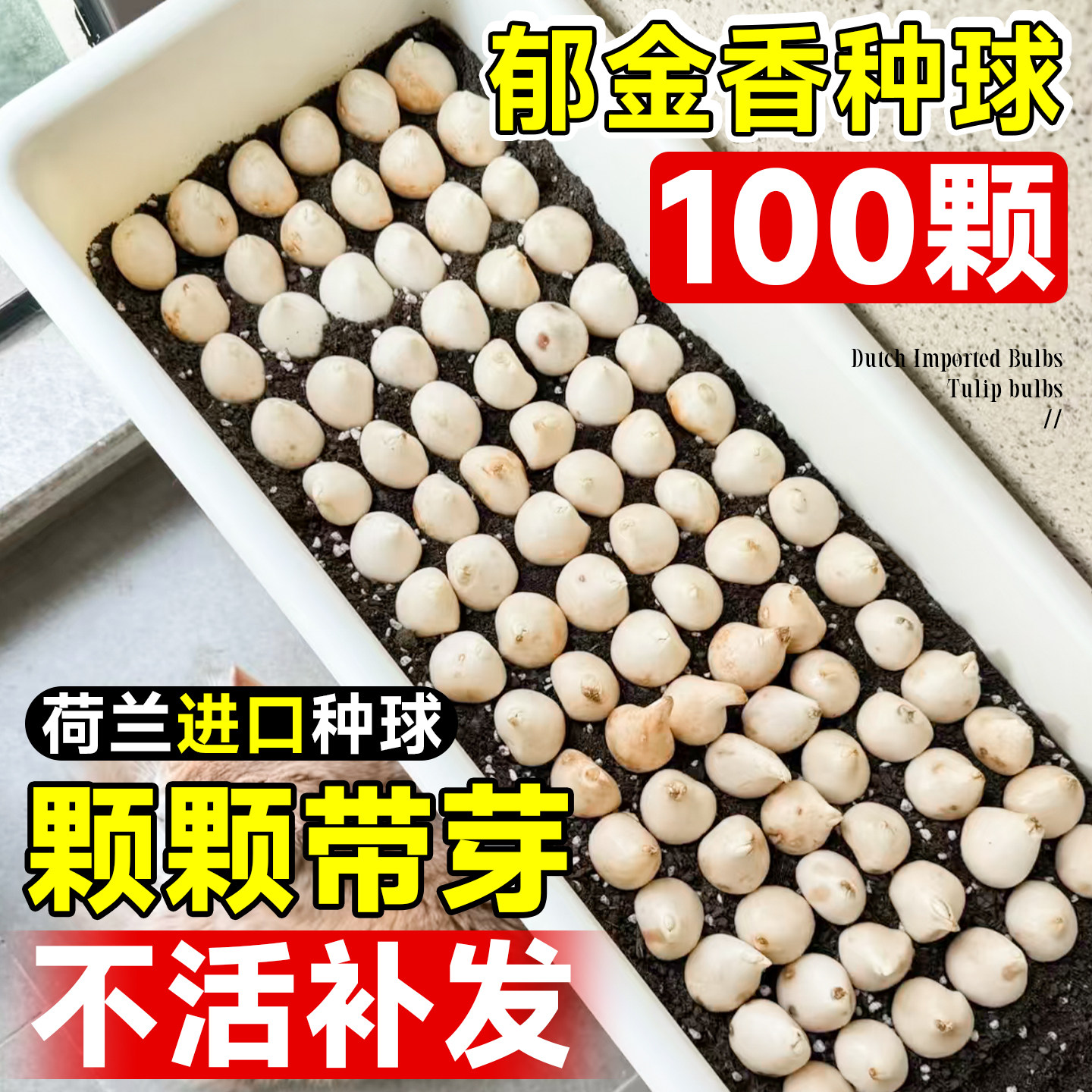 荷兰进口郁金香种球5度球种子盆栽阳台花卉植物室内花好养活四季