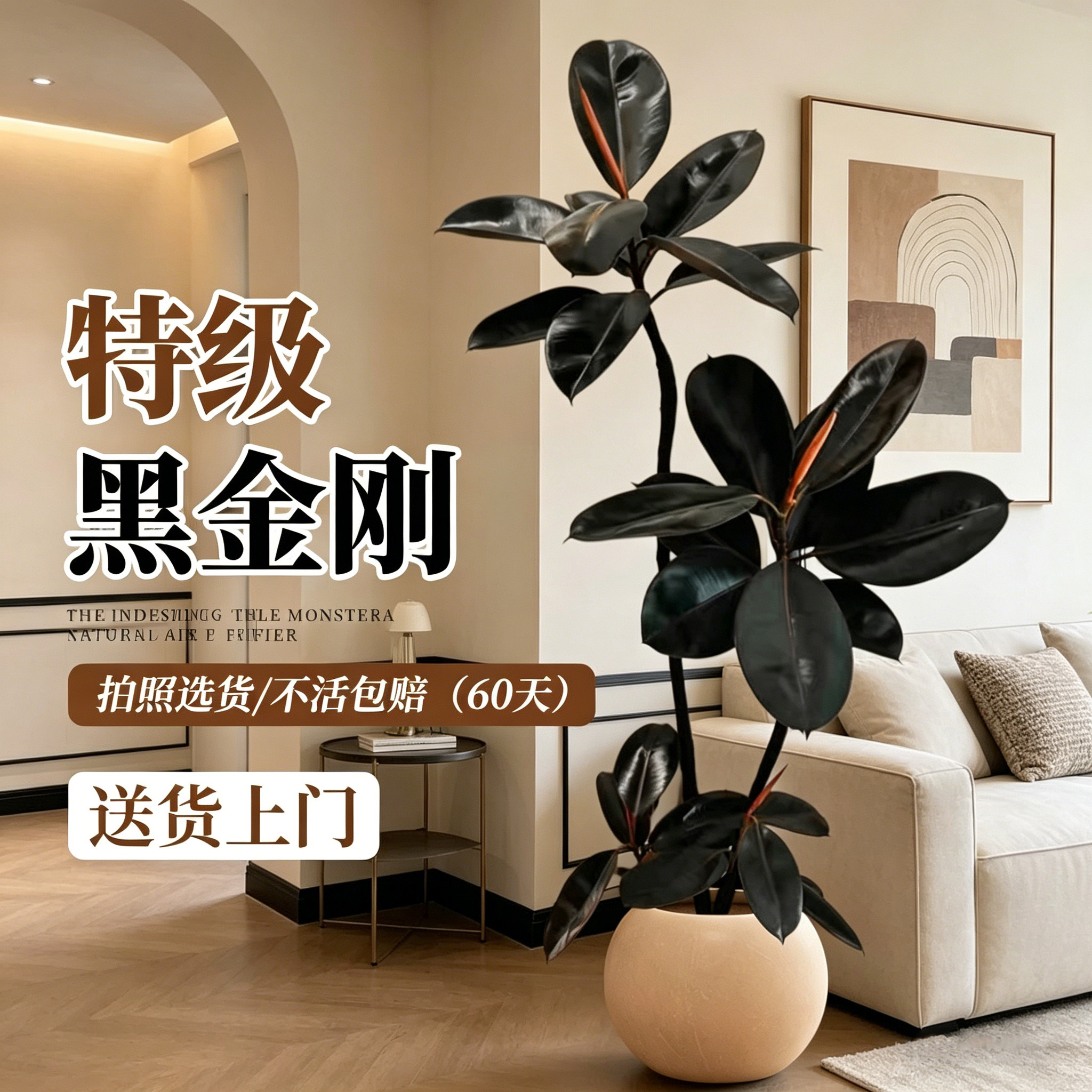 黑金刚橡皮树轻奢风室内绿植物客厅办公室落地大盆栽四季好养大型