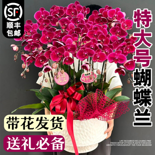 蝴蝶兰带花盆栽特大号新年送礼物开业乔迁办公室内客厅年宵花好养