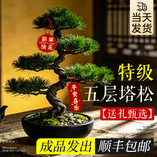 五层塔松盆栽乔迁新居送礼办公室桌面绿植送长辈领导新年客厅盆景