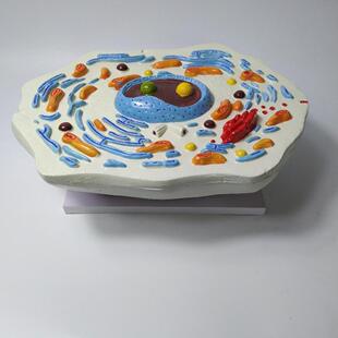 30409000102动物细胞模型中学生物教学模型细胞亚显微模型