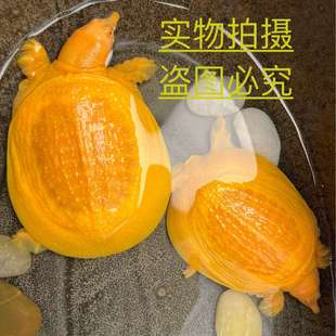 冷水养殖观赏甲鱼宠物鱼鳖混养黄金甲鱼黄金鳖金黄色甲鱼冷水龟宠