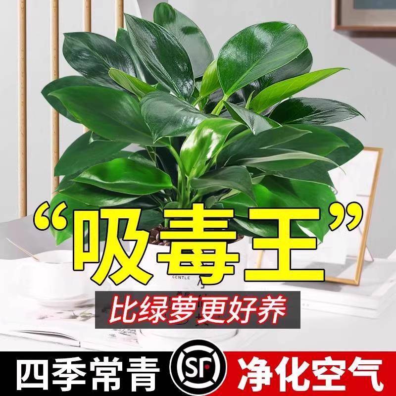 金钻绿公主盆栽水培植物办公室内好养四季常青易活花卉桌面绿植