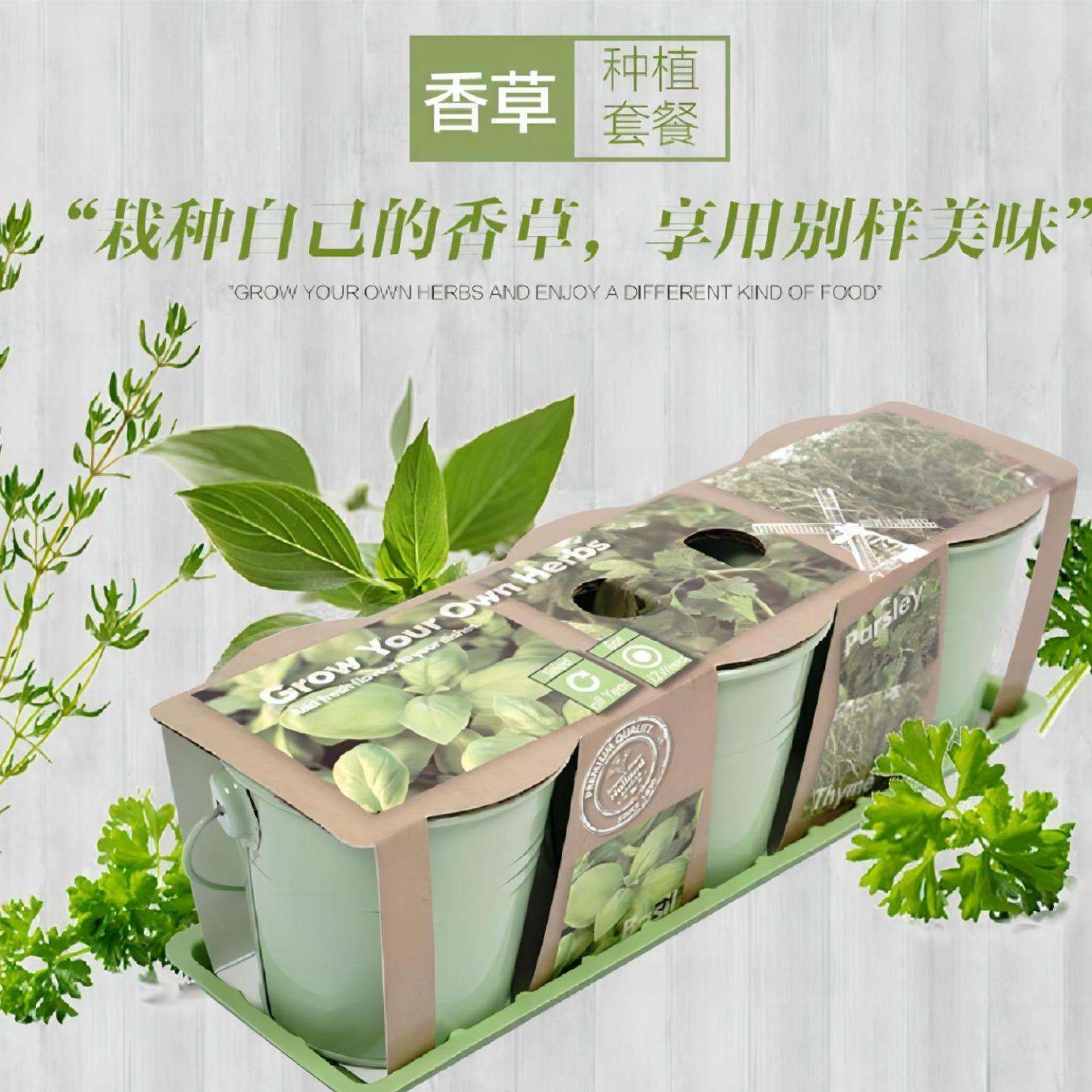 家庭种植香草系列