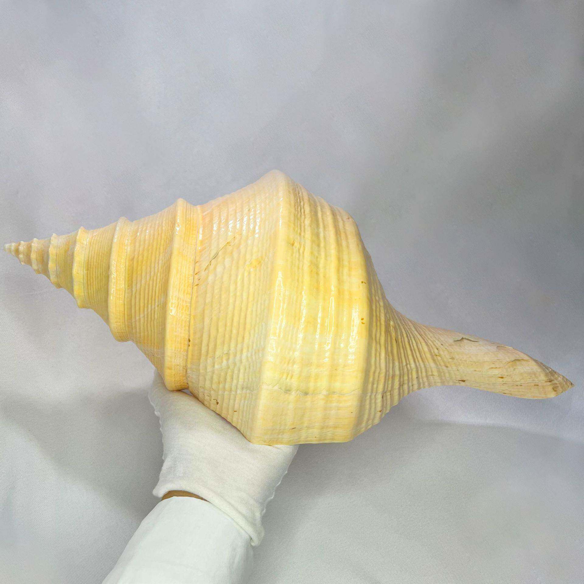 然海天澳洲长香螺天然贝49壳螺海螺工艺品摆件旅游念区纪品