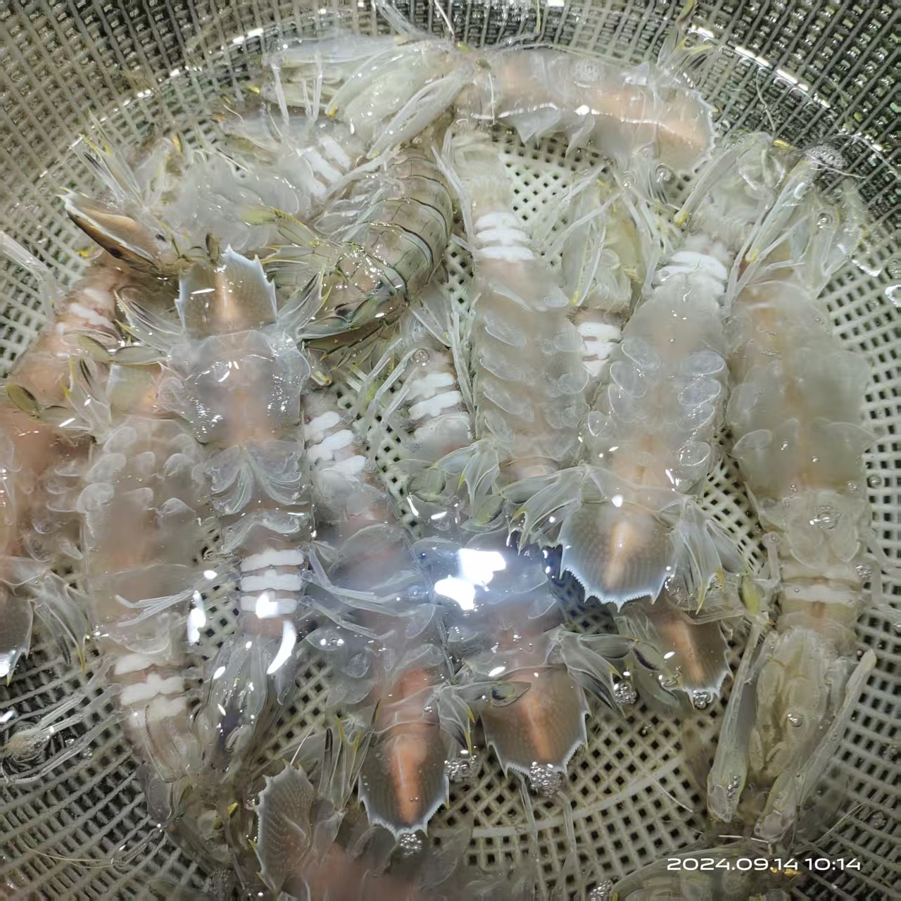 北海当天上岸皮皮虾濑尿虾虾姑富贵虾鲜活速冻顺丰空运发货