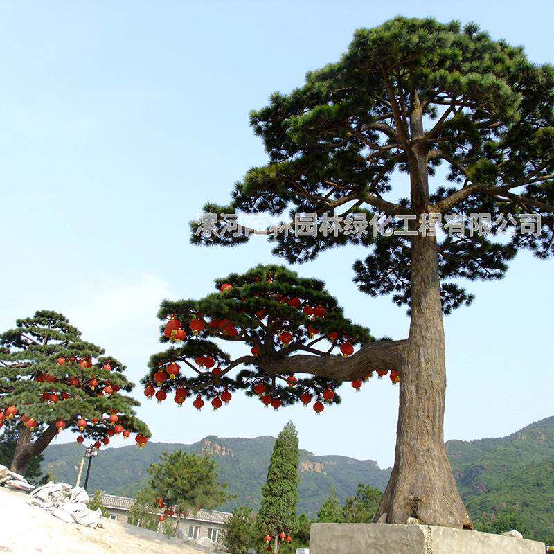 中式仿真树绿植人松假树造型装饰家居植FZFS-250型物设计工松程大