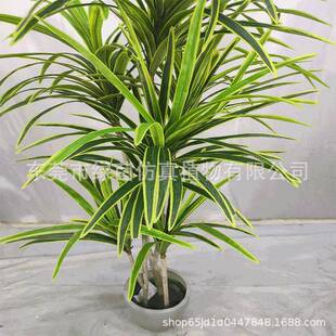 仿真小叶黄边巴西木巴西铁园林厅GBK装饰餐芳香血龙树花虎斑木