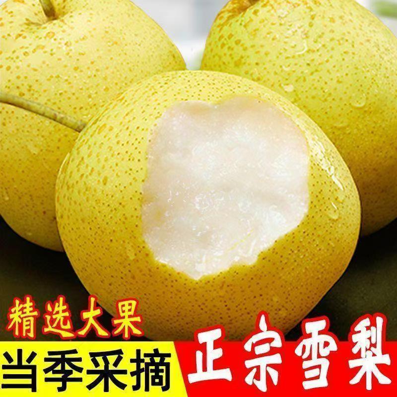 正宗雪梨河北雪花梨当季新鲜水果