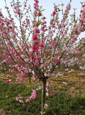 8公分庭院造景美化红叶碧桃桃花植物装饰红色桃花树