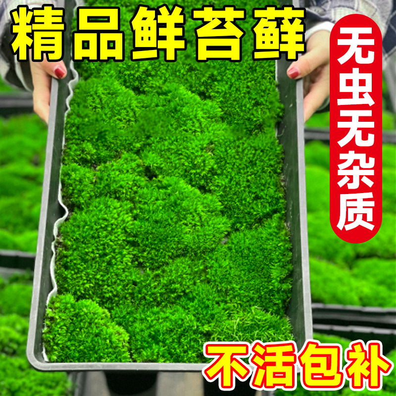 成都青苔藓微景观桌面假山施工