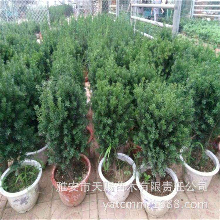 基地容器苗高80cm 庭院观赏绿植曼地亚红豆杉树 绿化苗木耐寒