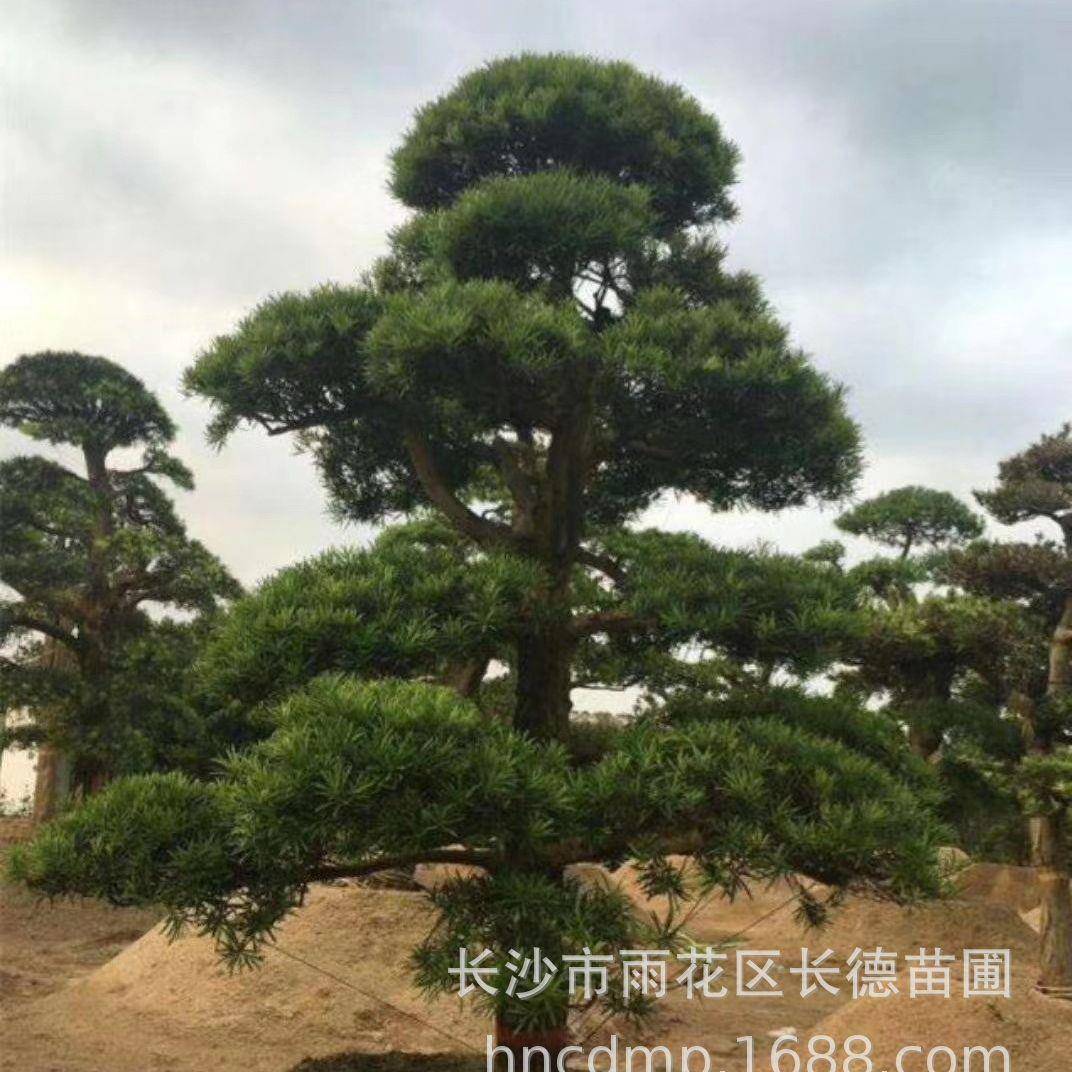 本地造型罗汉松适合于亭院种植，精品小区的点缀种植道路的绿化