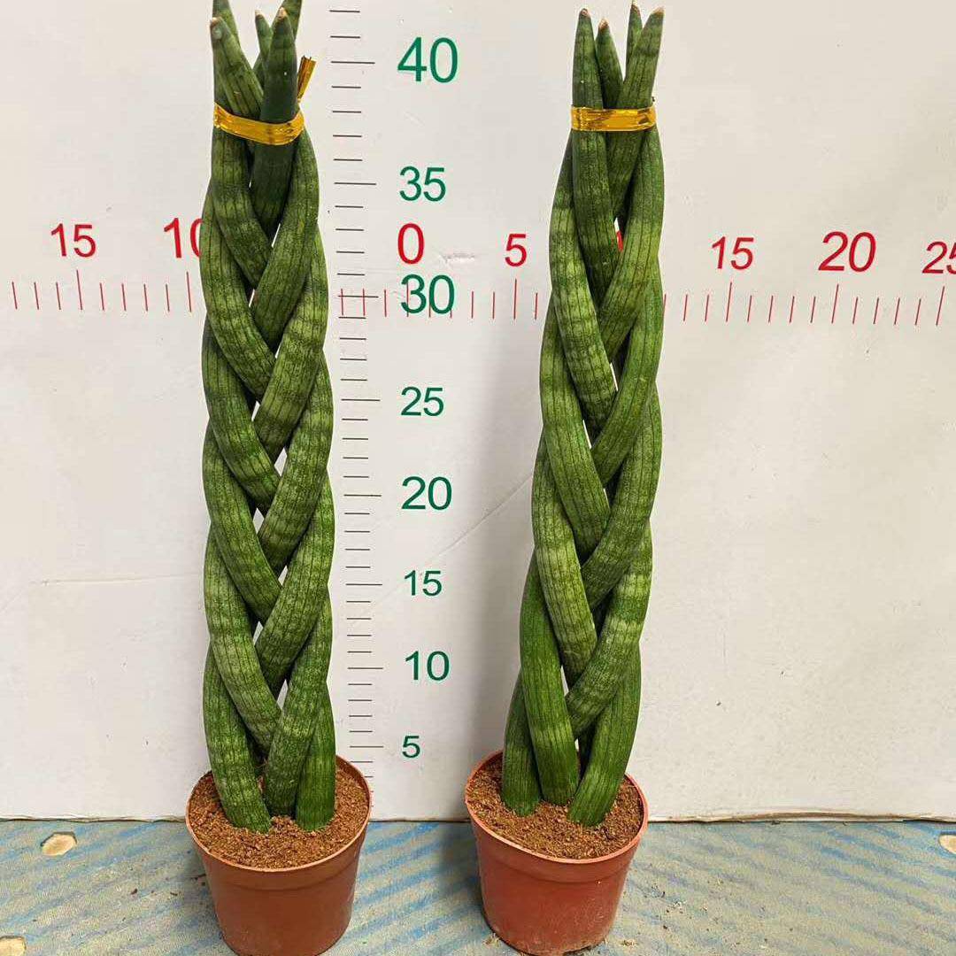 家居室内植物花卉盆栽观赏植物盆栽佛前香