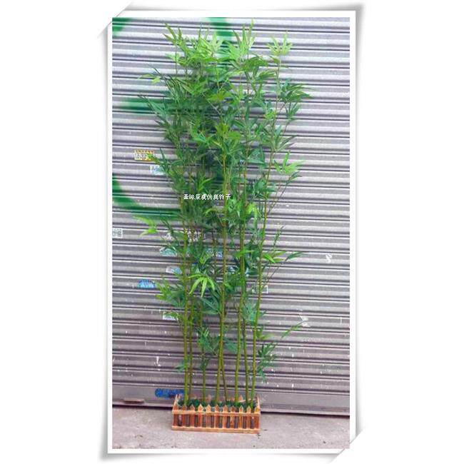 仿真树绿植田园仿真竹子植物假竹子盆栽植物仿真竹子毛竹摆设