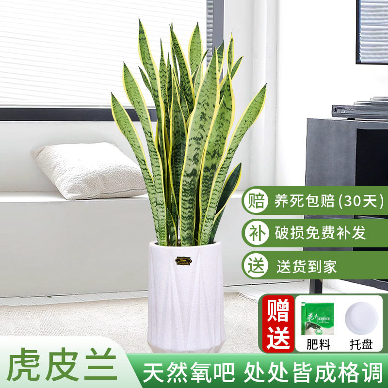 金边虎皮兰盆栽大型高档绿植除甲醛新房室内办公室净化空气虎尾兰