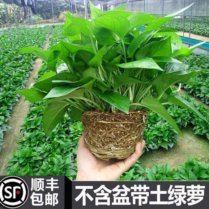 绿萝不含盆带土不带盆栽吸除甲醛净化空气水培植物花卉养绿箩植物