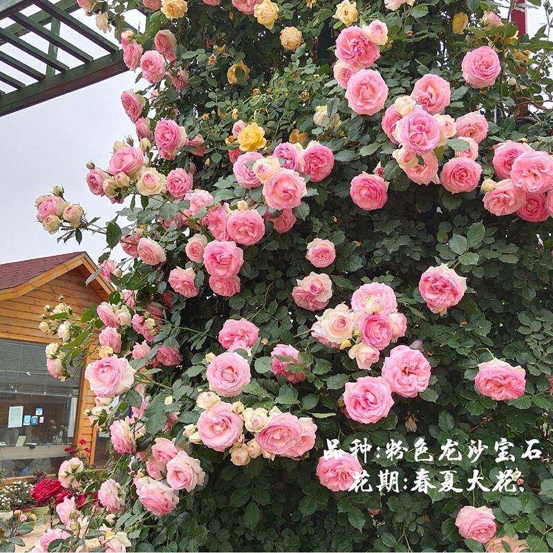 花藤玫372本月季花苗爬藤蔷薇多季开欧月瑰浓香庭院物花植卉拱门